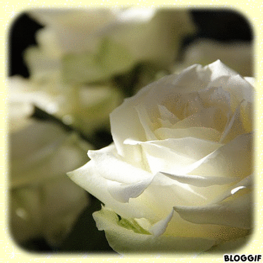 le langage des fleurs